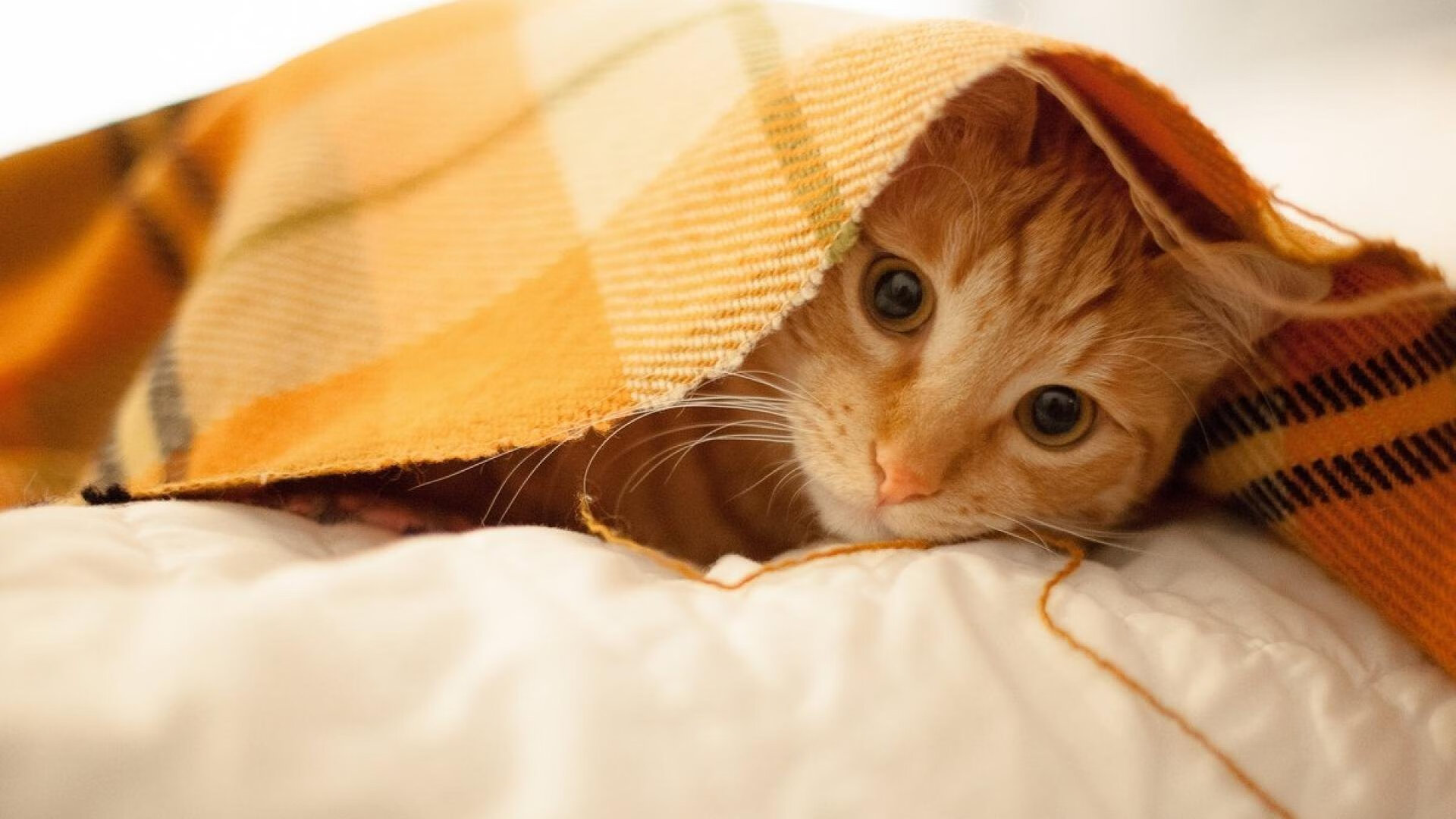 墨西哥男足在巴黎奥运会上表现出色，晋级四强，奥运会男足墨西哥队