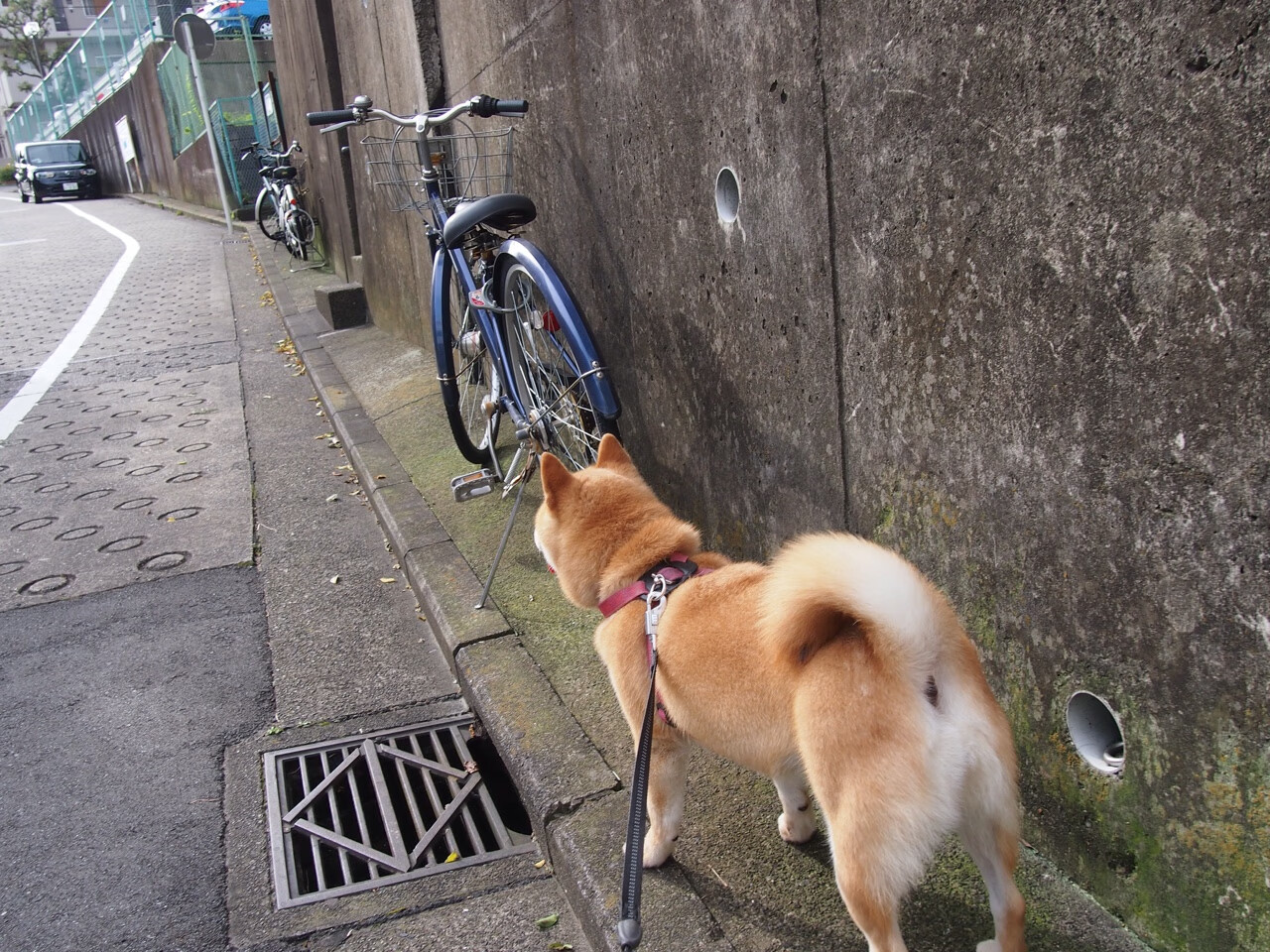 德甲主场优势明显，拜仁慕尼黑豪取连胜，德甲拜仁慕尼黑直播