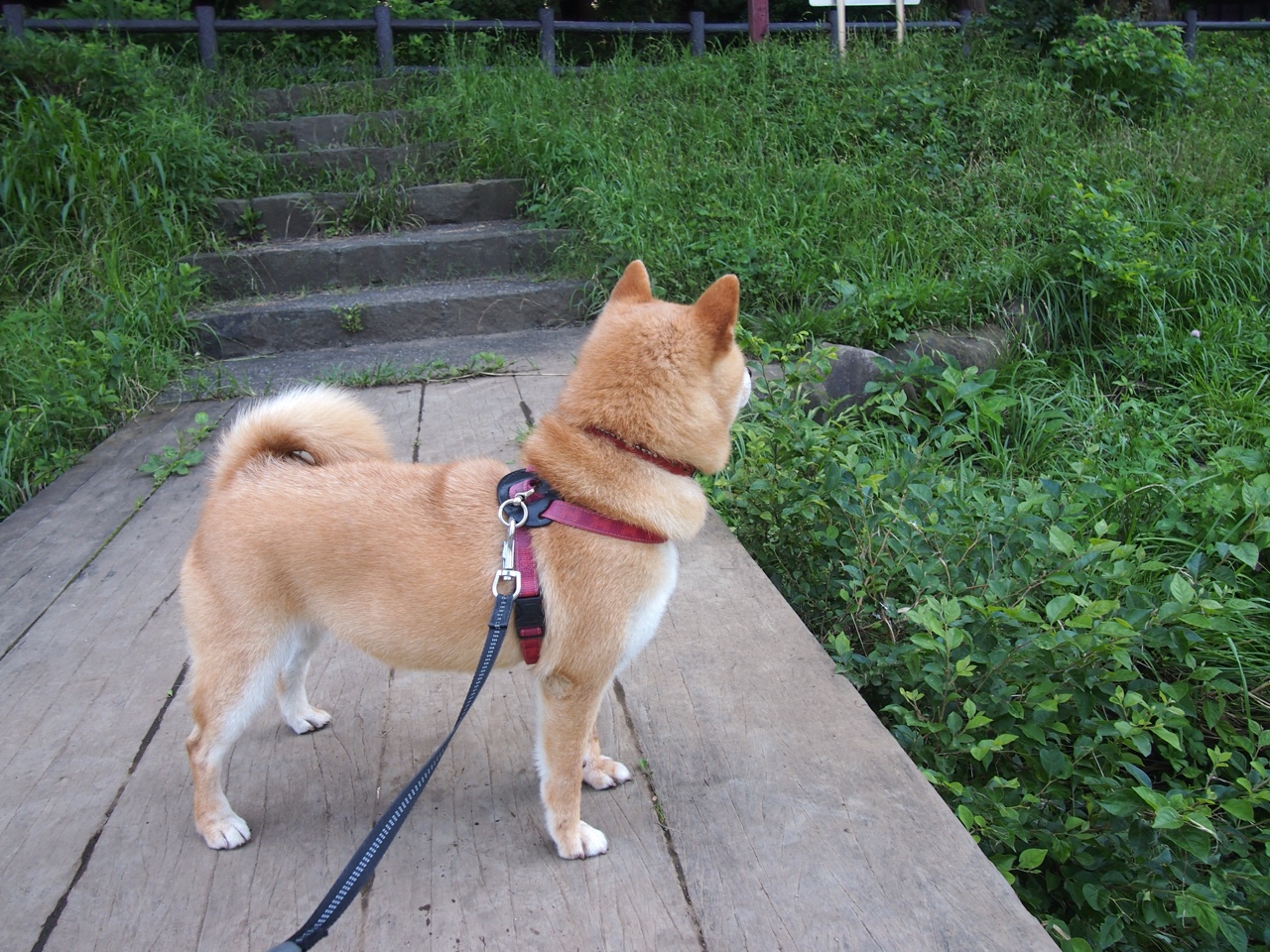 德甲主场优势明显，拜仁慕尼黑豪取连胜，德甲拜仁慕尼黑直播