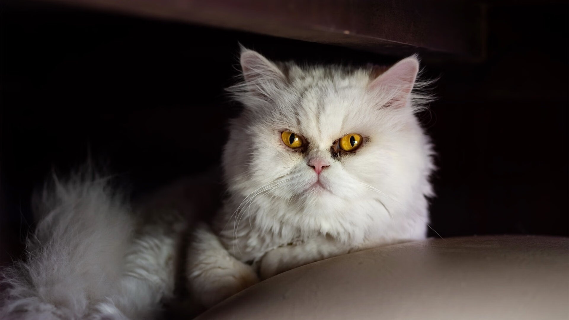 哥伦比亚女足在巴黎奥运会上表现出色,赢得银牌,哥伦比亚足球美女